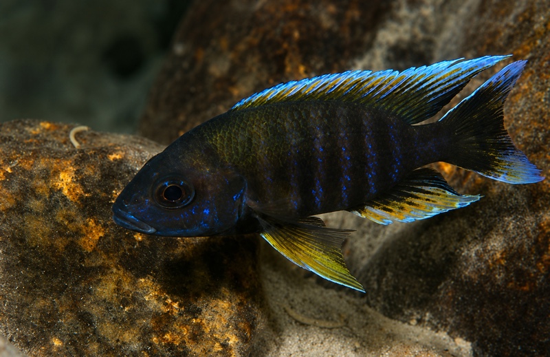 Aulonocara jacobfreibergi 'Chitande Island'